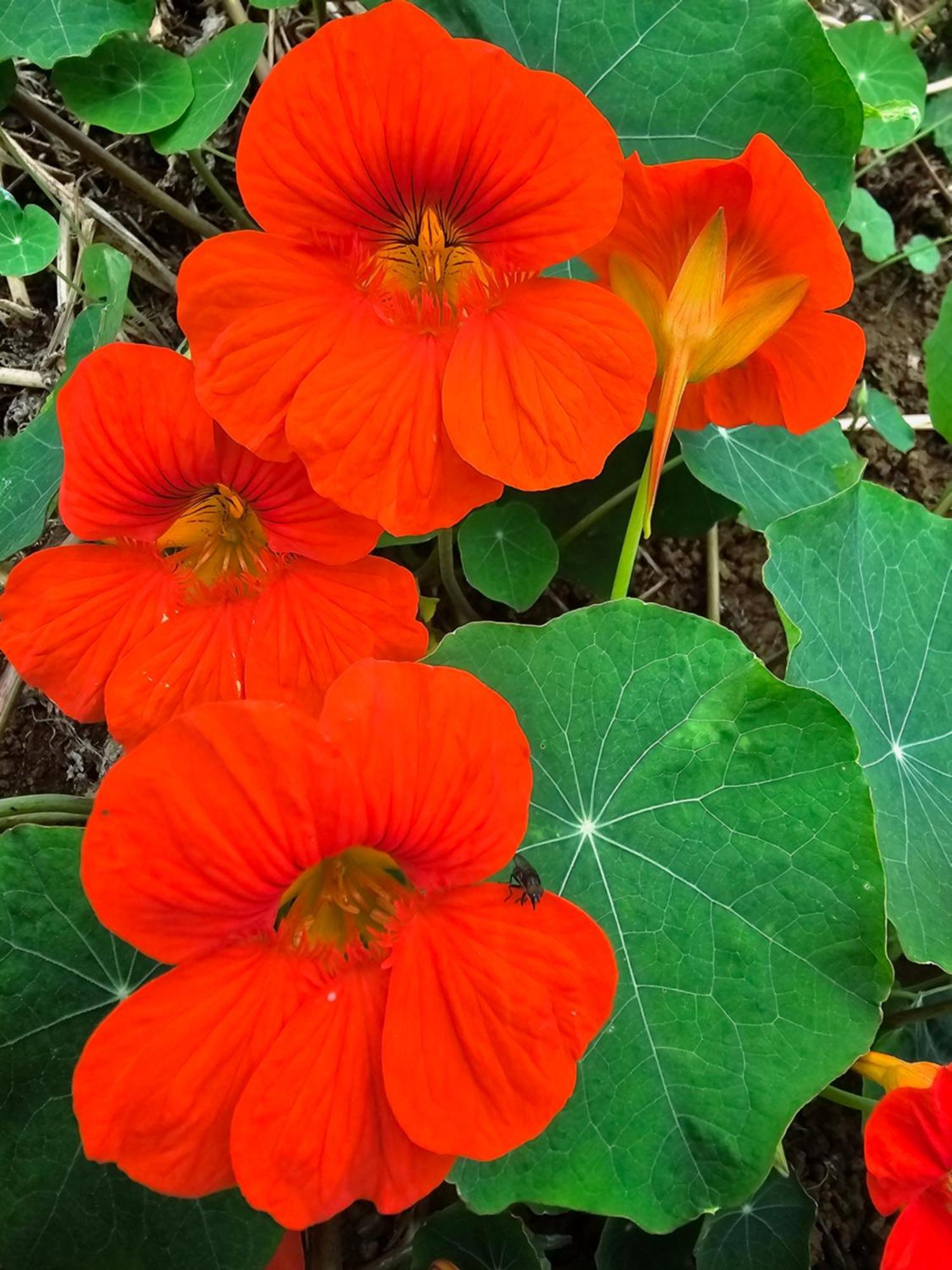 Гостевой дом Au Coeur Des Plantations Ла-Посесьон Экстерьер фото