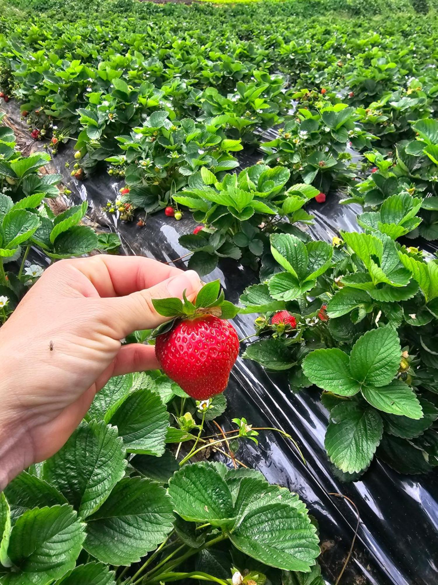 Гостевой дом Au Coeur Des Plantations Ла-Посесьон Экстерьер фото